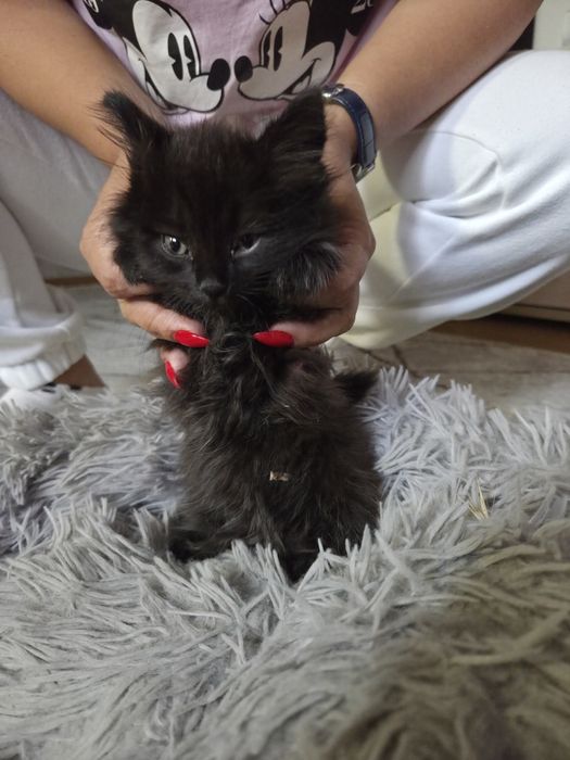 Отдаем двух котят