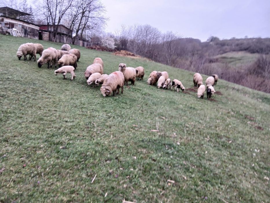 vând 36 de oi cu miei urgent. Preț 450,negociabil.tel. 0750134547.