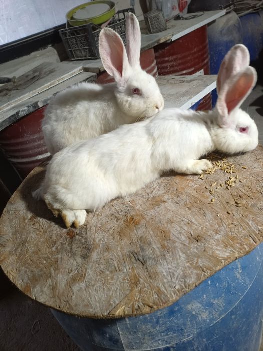 Iepuri la alegere diferita vârstă și rasa