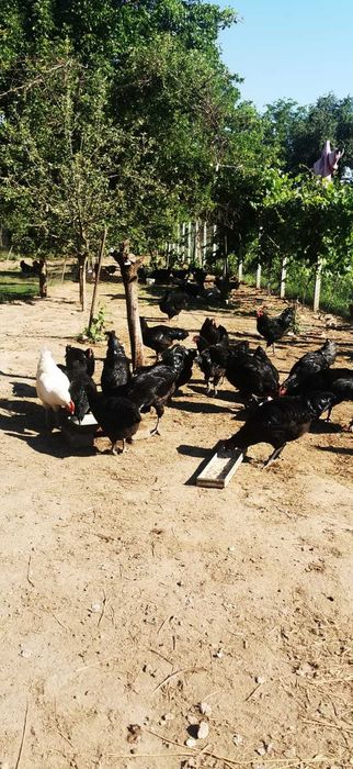 Vând cocoși Australorp.
