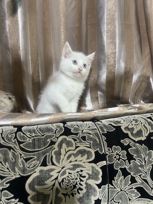 Котята турецкой ангоры