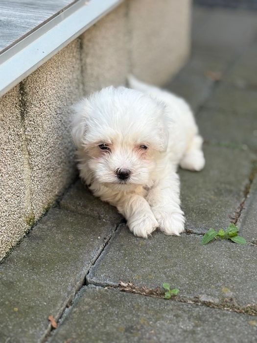 Bichon Maltez Fetita Mini toy