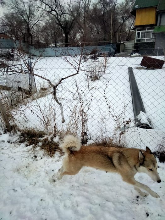 Чистокровные щенки лаек