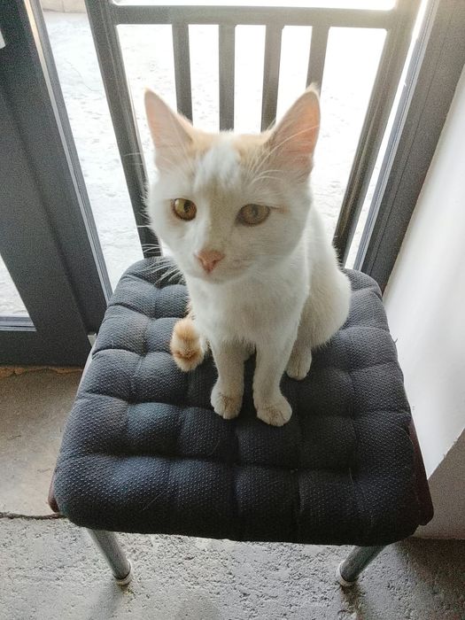 Отдам котенка в добрые руки