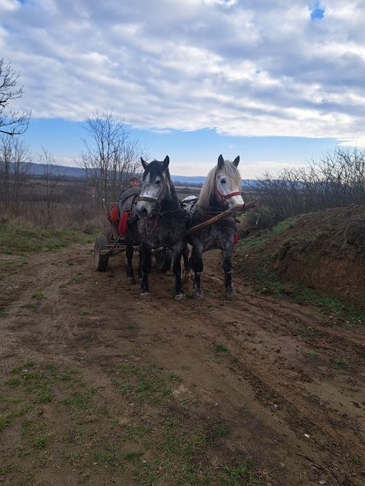 Vand 2 iepe una de 4 ani si una 5 gestante foarte bune la caruta