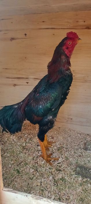 Продам Дакан июн