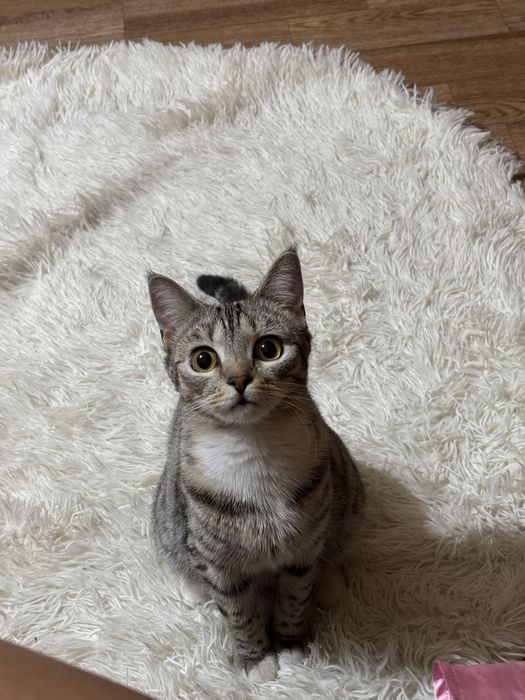 Отдам кошечку в добрые руки)