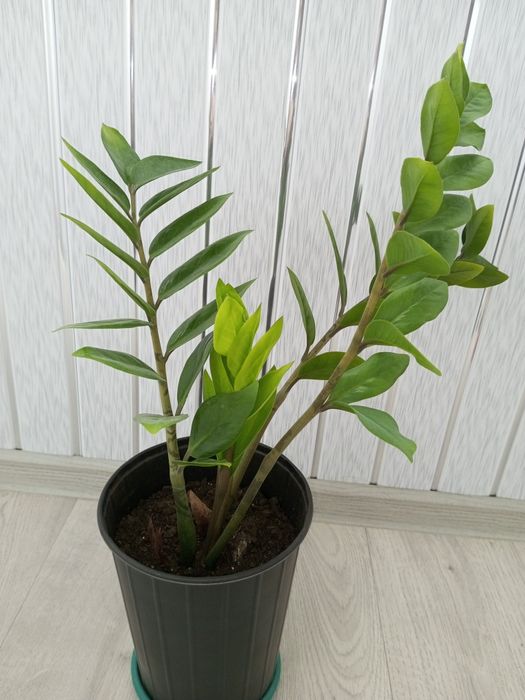 Продам долларовое дерево (замиокулькас)