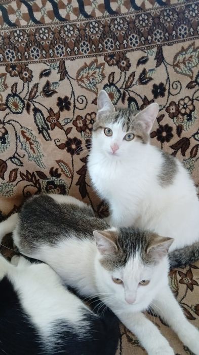 Котята ищут дом!