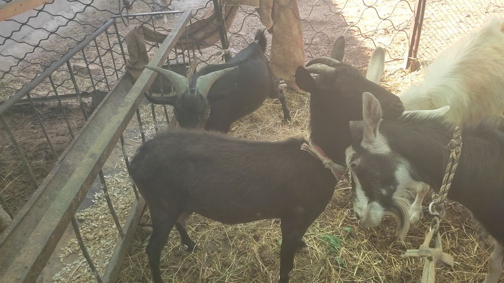 Мурсия ечкиси сотилади