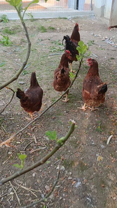 Корея Хан ҳеяп  жўжалари