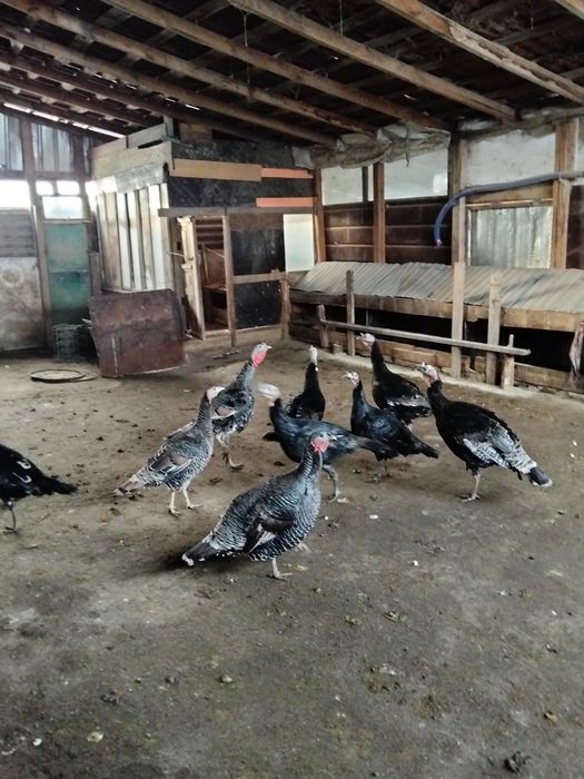 Продам гусей гусей