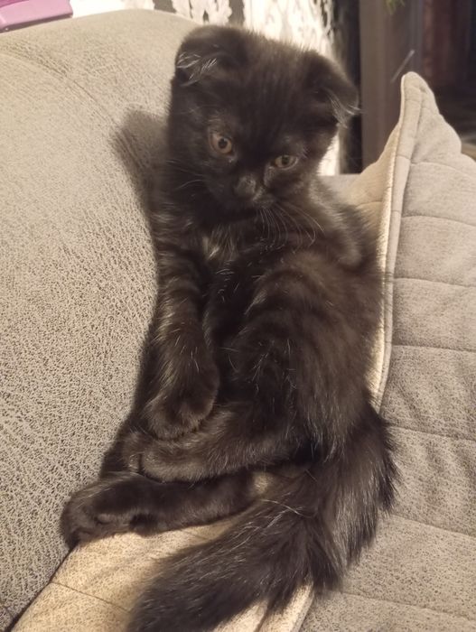 sotiladi mushukchalar