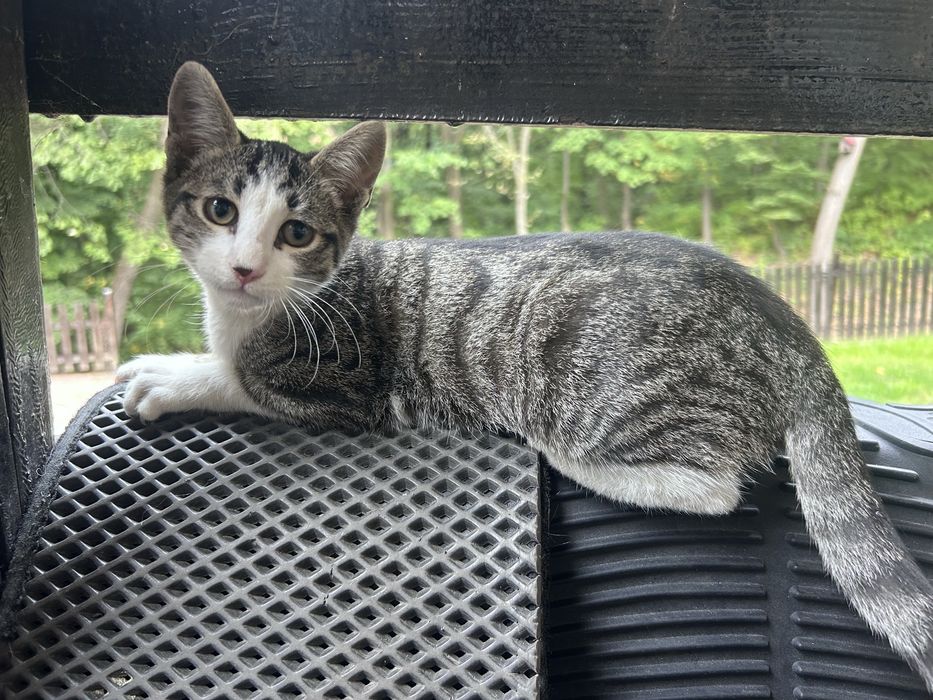 Pui de pisică spre adopție