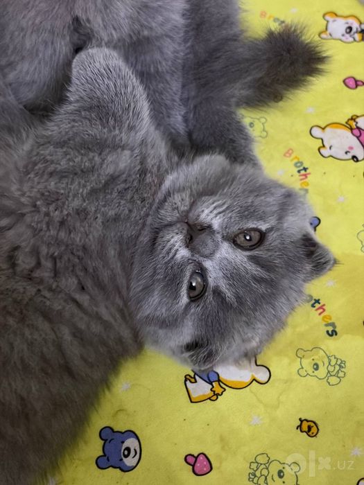 Котята.