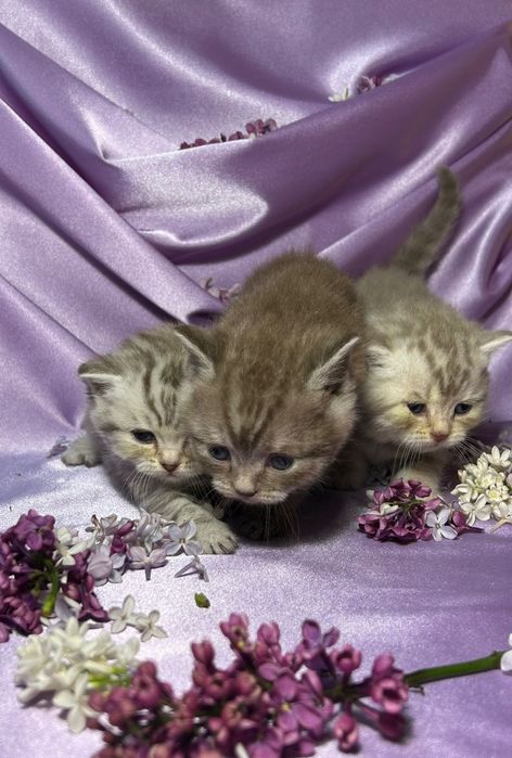 Котята шотландские