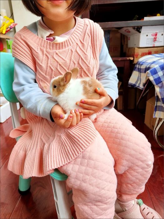 O‘yinchoq unutiladi, quyon unutilmaydi