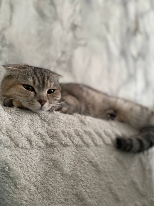 Отдам кошку в добрые руки