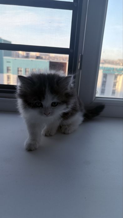 Котенки приручены к лотку