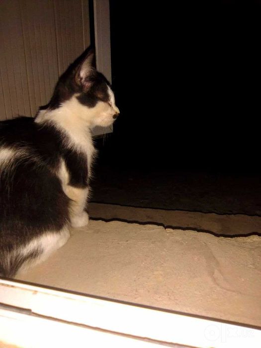 Отдается даром котенок
