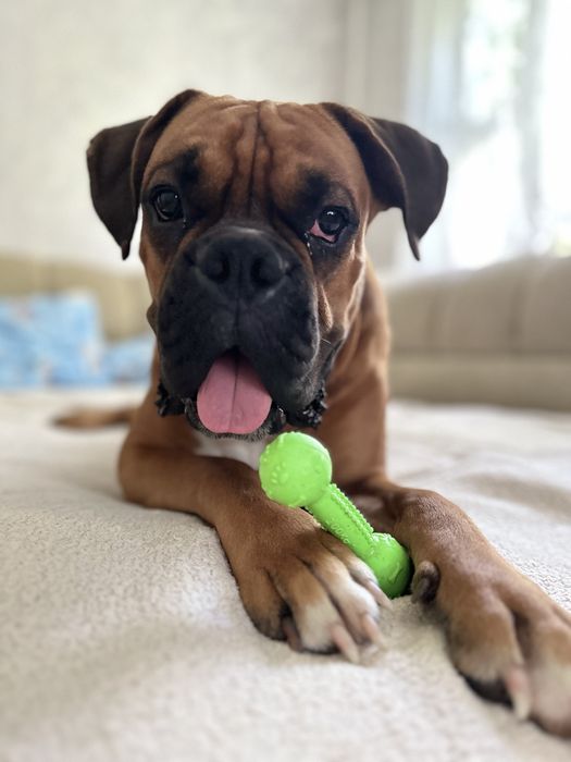 Боксер для вязки