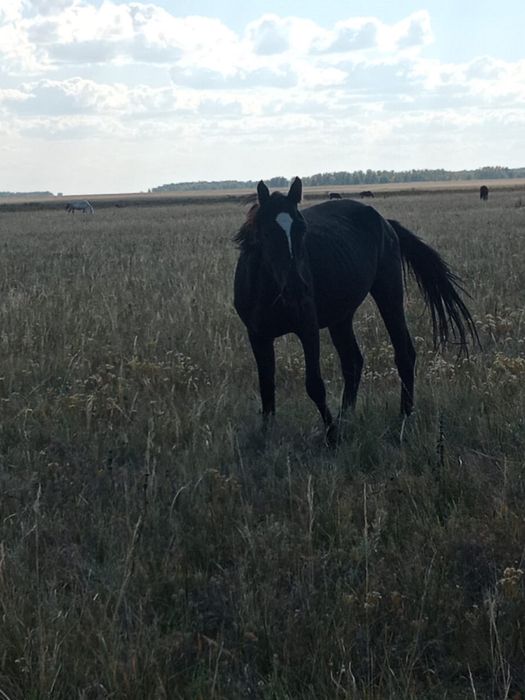 Продам кобылу 4,5 года