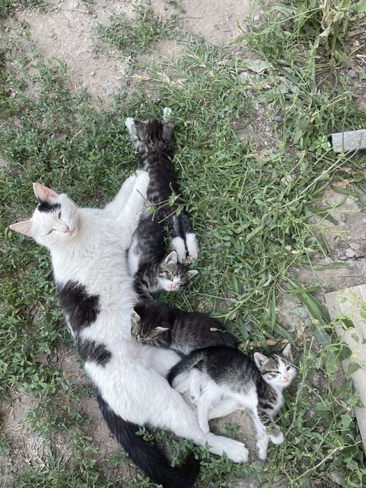 Отдам котят в хорошие руки