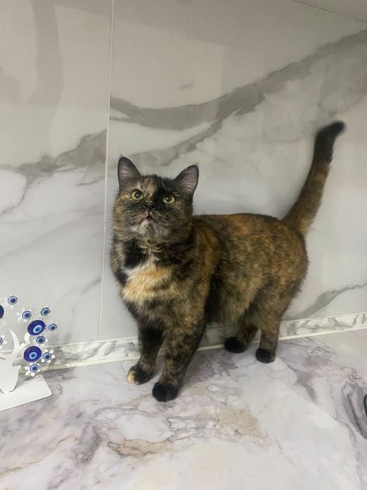 Кошечки в добрые руки!