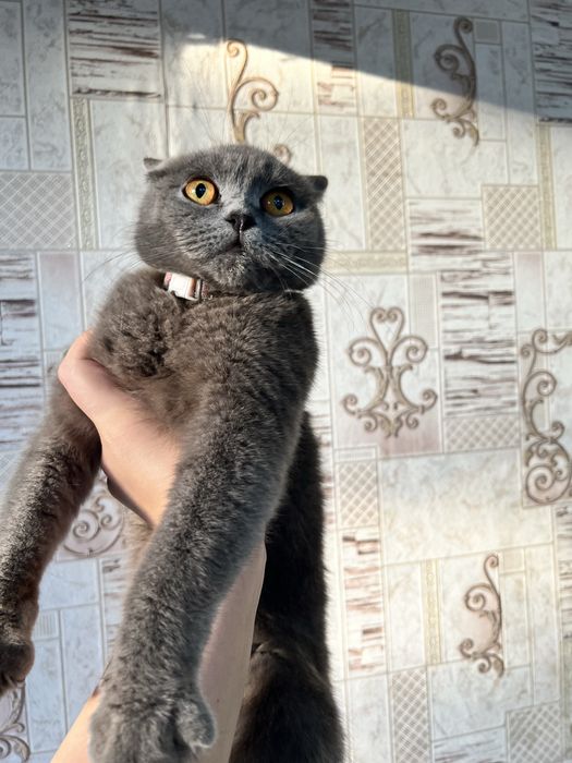 Скоттиш Страйт мальчик