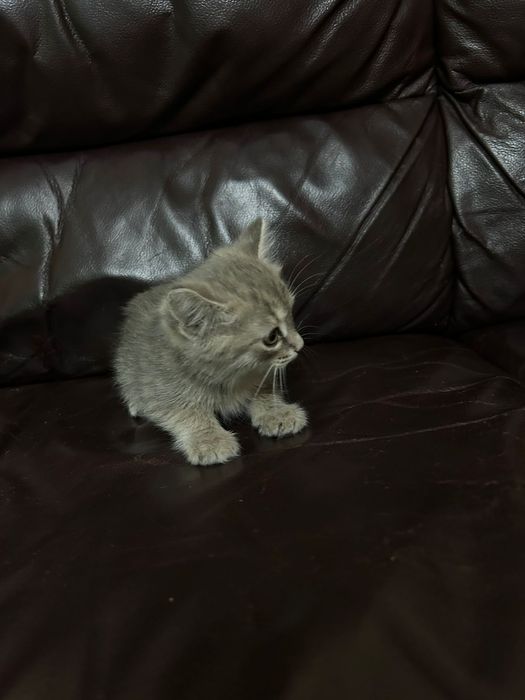 Котенок в поиске дома