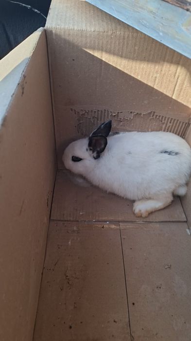 Срочно сатамын! Көшуге байланысты.