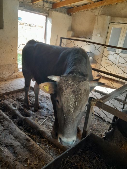 Шведской пародистый бык