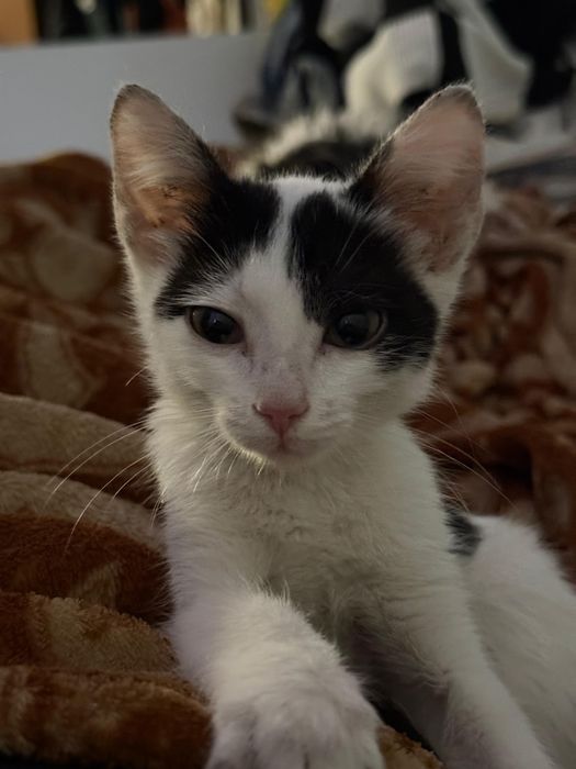 Кошки в добрые руки.