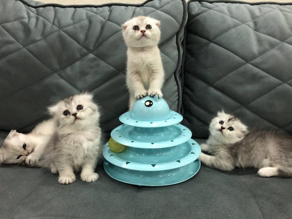 Котята продаю фолд