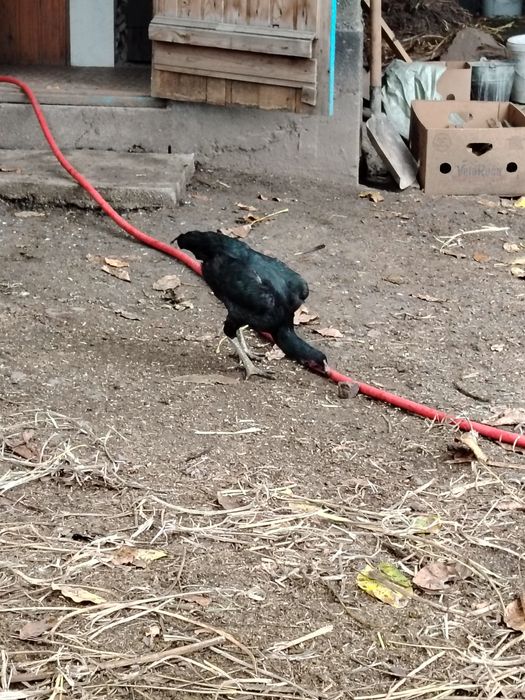 Продам даканок и докана