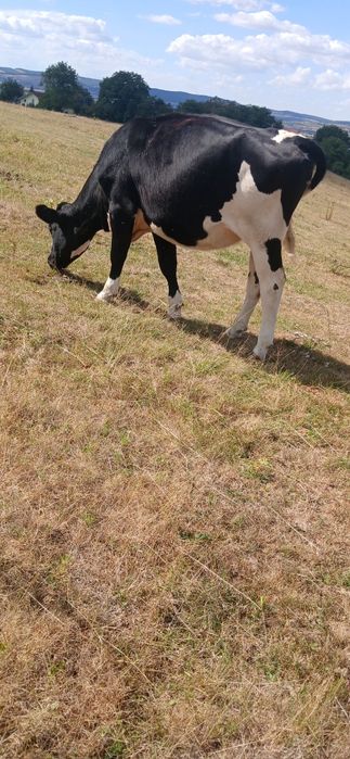 Vand sau schimb cu manz sau manza peste un an junica holstein la 300 kg