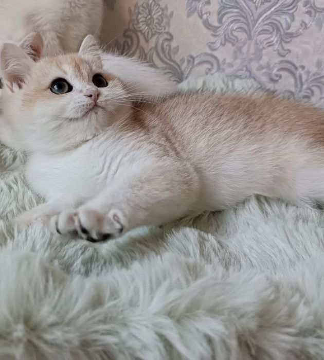 Британский шиншилла