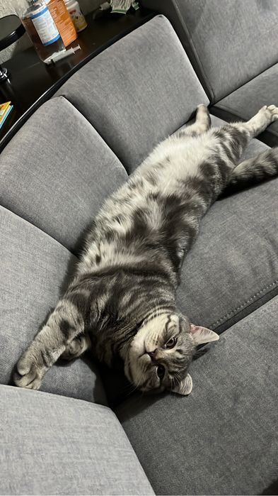 Вязка мраморный кот