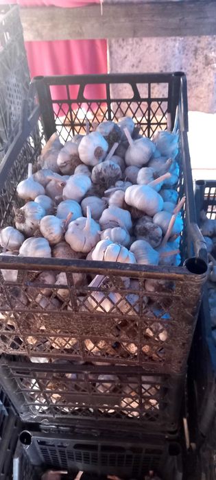 Продажба на зимен чесън