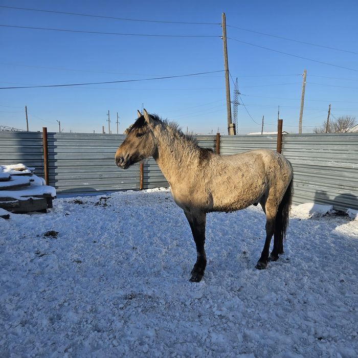 Продам лошадей с откорма.