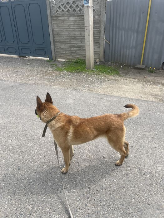 Белгиски овчарка жеты айлык