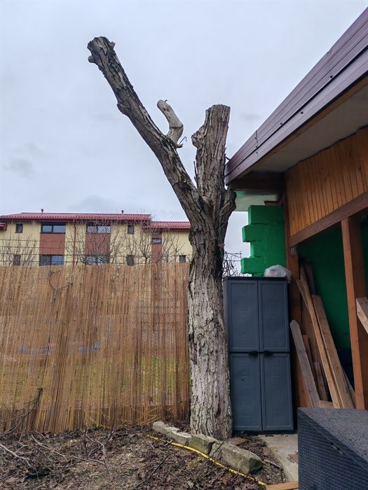 Vând trunchi de nuc