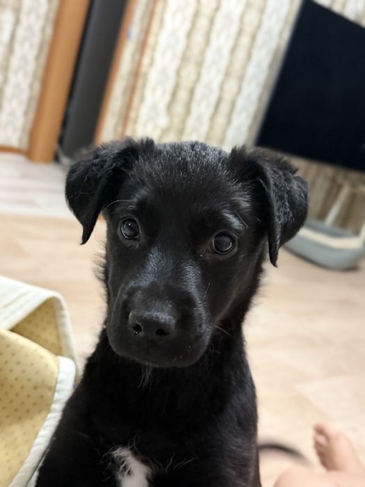 Отдам щенка девочка