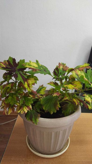 продам комнатные цветы