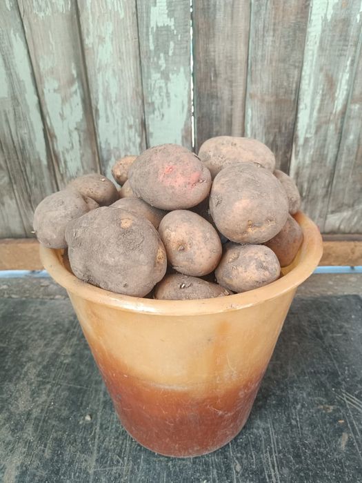 Продам картошку!