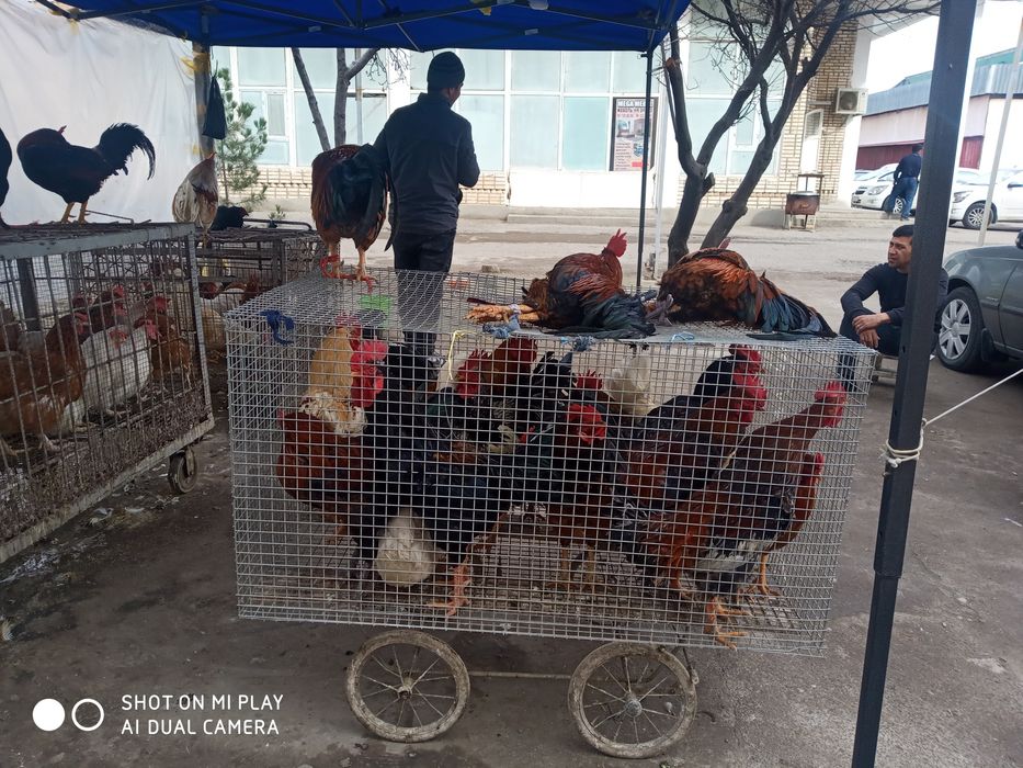 Horoz tovuq kurka quyon goz ordak sotiladi soyib tozalab beramiz .