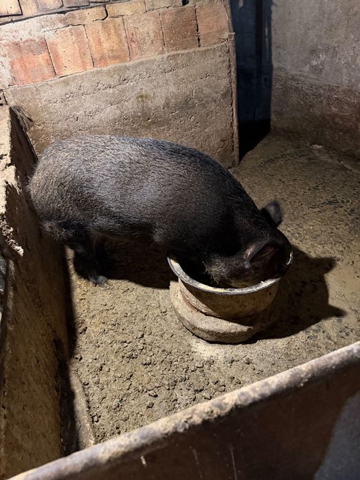 Диво прасе женско на 2 г