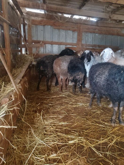 Продаются баланы