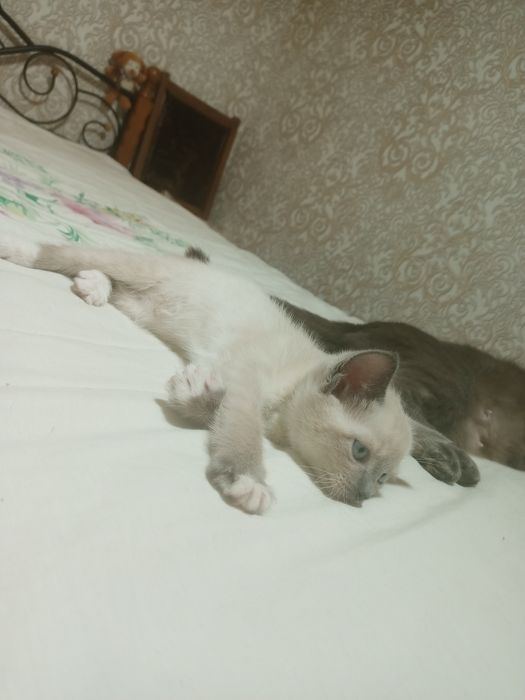 Отдам котят в хорошие руки