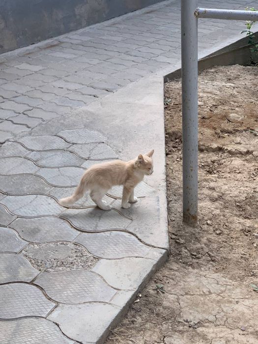 Кошки отдам даром